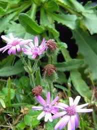 Image result for Senecio speciosus