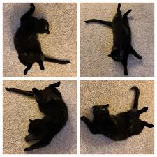 dance party with eerie in 2020 cute funny animals funny cat pictures baby cats