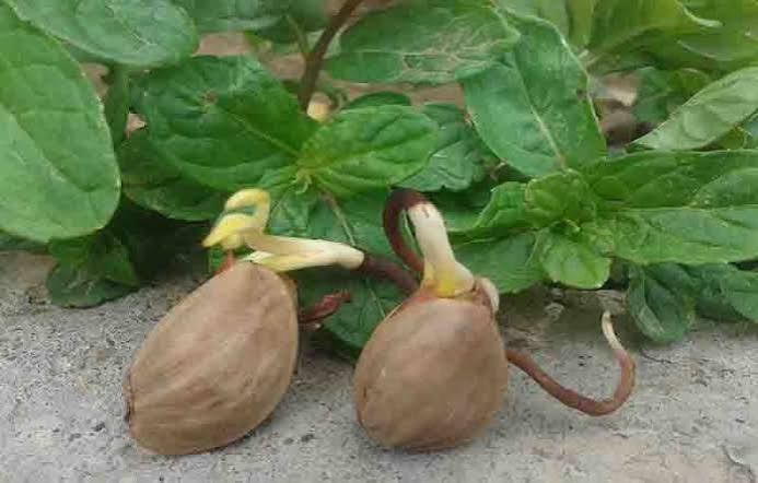 آموزش کاشت بذر پسته به سبک حرفه ای ها+فیلم(آپدیت1403) - کرمون شاپ