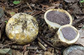 Image result for Scleroderma polyrhizon