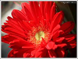 Red Chrysanthemum Red Chrysanthemums Chrysanthemum Red Roses