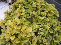 Image result for foto moud Forsterův