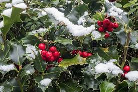 7 Immergrune Pflanzen Fur Deinen Garten Im Winter Immergrune Pflanzen Pflanzen Stechpalme