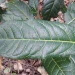 Image result for Rinorea ilicifolia