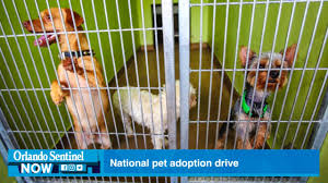 Pet alliance of greater orlando — 2727 conroy road in orlando; Summer S Dog Days A Good Time To Get Dogs Orlando Sentinel
