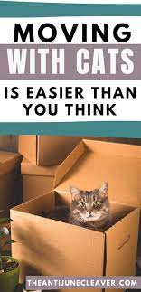 Canine transport offers safe and reliable transportation for your pets. Long Distance Pet Transport Jobs Petscare