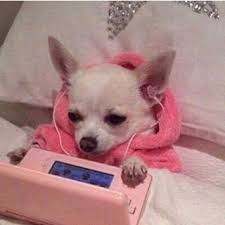 Chihuahua Pink Paris Hilton Meme Girl Stylebuy Wholesale Wholesale Womens Clothing Top Supplier Vendor For Boutique S Dog Memes Animals Cute Funny Animals