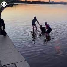 Men Rescue Kangaroo Stranded in Canberra Lake | Three men in Canberra, Australia rescued a kangaroo stranded in the shallow waters of Lake Burley Griffin on Tuesday. The kangaroo was spotted in