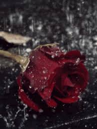 Here you'll find 50 gif images. Flower In The Rain Gifs Get The Best Gif On Giphy
