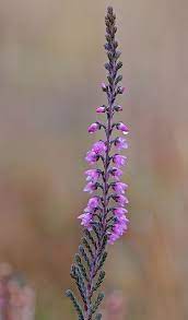 Heather Flower Spike Heather Flower Flower Spike Heather Plant