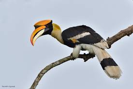 Bird That Sounds Like A Monkey At Night Pin On India Wildlife Safari Photography