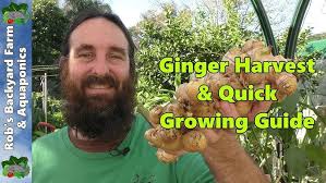 Perennial Ginger Harvest & Planting out Next Seasons Crop