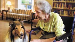 Pin On Emotional Support Animal