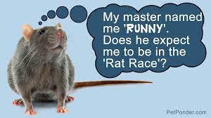 Cute And Funny Pet Rat Names Pet Ponder