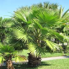 Image result for Washingtonia