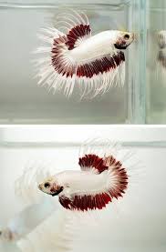 White With Red Gaussian Blur To White Betta Betta Siamesefightingfish Bettafish Beautifulbettafish Color Palettes Betta Fish Betta Beta Fish