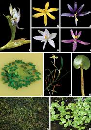 Image result for Monochoria africana