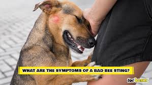 When Your Dog Is Stung By A Bee: Acute Allergic Reactions · The Wildest