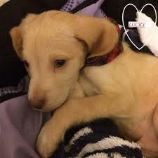 Check spelling or type a new query. Mort Du Chien Lucky Vendu Sur Le Bon Coin L Auteure De L Annonce Placee En Garde A Vue