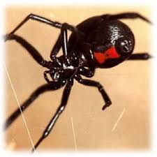 If you live in area known for brown. Black Widow Orem Lawn Care Pest Removal