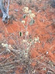 Image result for Abutilon longicuspe