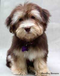 When necessary we fly pups via delta dash/priority pet or travel with them. Havahug Havanese Puppies Is A Michigan Based Havanese Breeder Of Quality Akc Havanese Dogs Non Shedding Hypo Allergen Havanese Puppies Havanese Dogs Puppies
