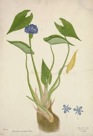 Image result for Monochoria