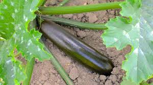 Du kannst deine pflänzchen im april drinnen vorziehen oder sie zwischen mitte und ende mai draußen im freiland aussäen. Zucchini Im Pflanzenlexikon Gartennatur Com