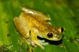 Image result for Hyloscirtus criptico