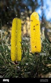 Image result for Banksia attenuata