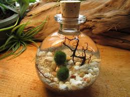 This Is An Algae Not A Moss Marimo Moss Ball Terrarium Bottle Garden Marimo Terrarium