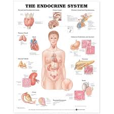 They can be used to illustrate an entire system or a specific body part or condition. Anatomical Medical Charts Medshop Australia