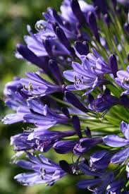 Flowers that start with a v. 0epzawxye1b3am