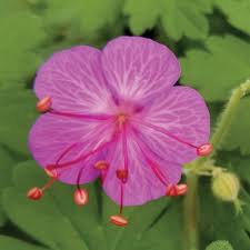 Image result for Chlorophytum macrorrhizum