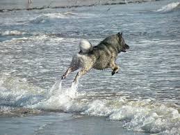 Eurasier puppies for sale california. Everendeavor Eurasiers Home Facebook