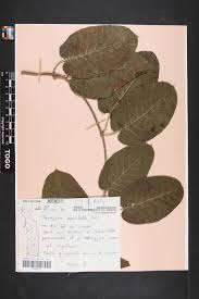 Image result for Tacazzea apiculata