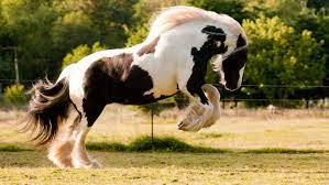 Check spelling or type a new query. Gypsy Horse Full Profile History And Care