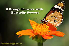 Best flowers for bees and butterfly garden, pollinator garden, pollinator pets. 5 Orange Flowers With Butterfly Powers