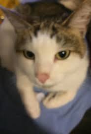 Missing Cat with Health Issues in Johnston