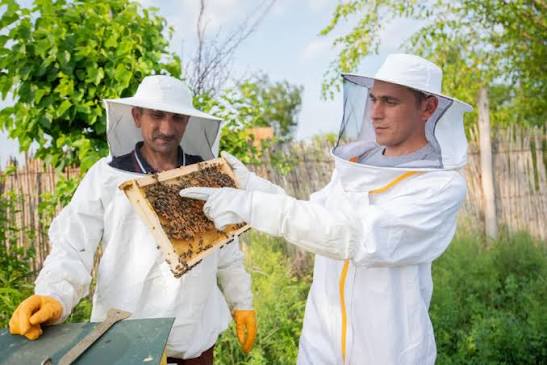 More Than Honey: How AGRIS Supports Diverse and Sustainable Beekeeping  Around the World