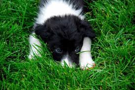 Border collie puppies for adoption in michigan. Animal Rescue Michigan Border Collie Rescue Arm Bcr Home Facebook