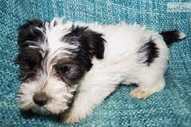 Jack Russell Terrier Puppy For Sale Near Bakersfield California Jack Russell Puppies Jack Russell Jack Russell Terrier Puppies