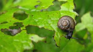 Weitere ideen zu schädlinge im garten, garten, schädlinge. Hausmittel Gegen Schadlinge Im Garten Gartenrevue De
