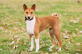 We did not find results for: Basenji Dog Breed Facts Highlights Buying Advice Pets4homes