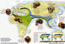 Evolución humana - proceso