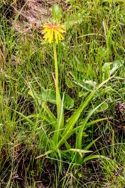 Image result for Wahlenbergia madagascariensis