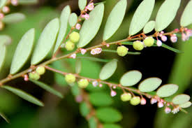 Image result for Phyllanthus taylorianus