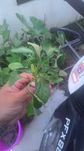 Penyakit antraknos cili atau bintik berpusar sering menyerang tanaman ketika musim hujan (gambar 3). Siri Mengenal Pokok Cili Bahagian 1 Cikgu Suffi Cs
