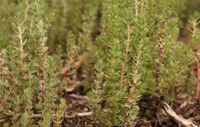 Image result for Anthospermum whyteanum