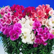 Keep reading to learn more godetia plant info. Twilley Seed Godetia